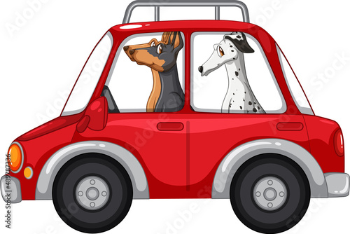 Dogs riding a car on white background