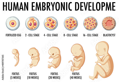 Human embryonic development in human infographic