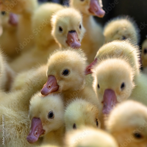 Chongqing rural cute yellow and hairy goose of cheeper duck