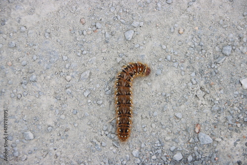 Caterpillar on a gravel path in the Cranbourne Botanic Gardens, Melbourne, Victoria, Australia.