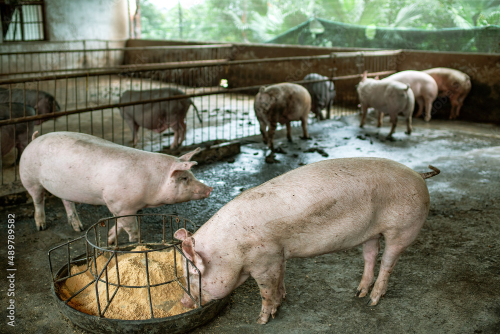 Chongqing rural revitalization  pig breeding
