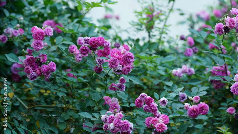 The beautiful flowers blooming in the gardern in spring