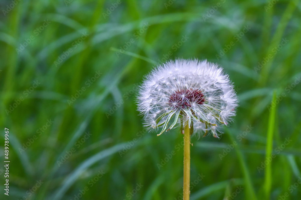 Wild plants dandelion in the beautiful nature close up
Wild plants dandelion in the beautiful nature close up