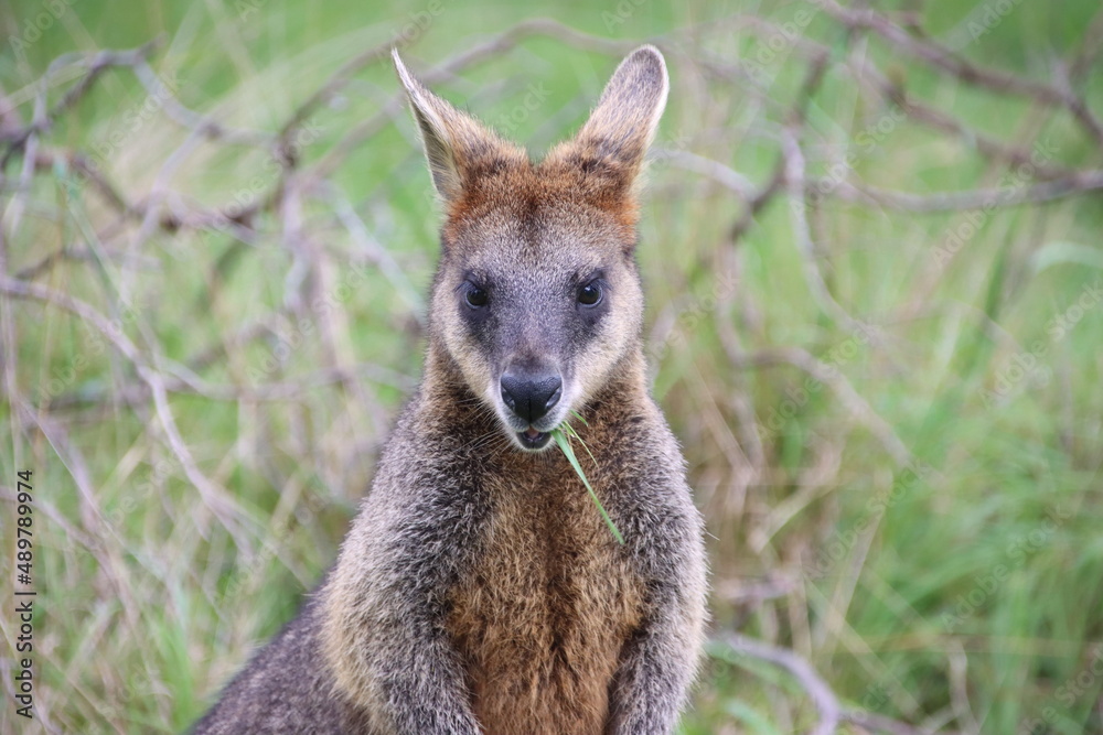 Swamp Wallaby (Wallabia bicolor) aka Black Wallaby, Cranbourne Botanic Gardens, Mellbourne, Australia. Swamp Wallaby (Wallabia bicolor) aka Black Wallaby, Cranbourne Botanic Gardens, Mellbourne, Australia.