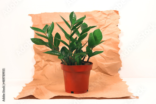 Flowerpot with zamioculcas, zamiifolia, ZZ Plant. home plant on craft paper background, copy space.	 photo