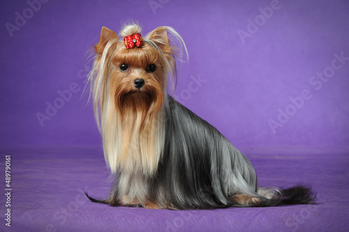 Yorkshire Terrier with bowknot
 photo