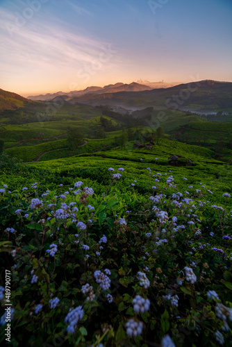 Awesome view of tea garden in Munnar, Morning sunrise image with flowers and nice mountain backgrounds, Kerala nature beauty image