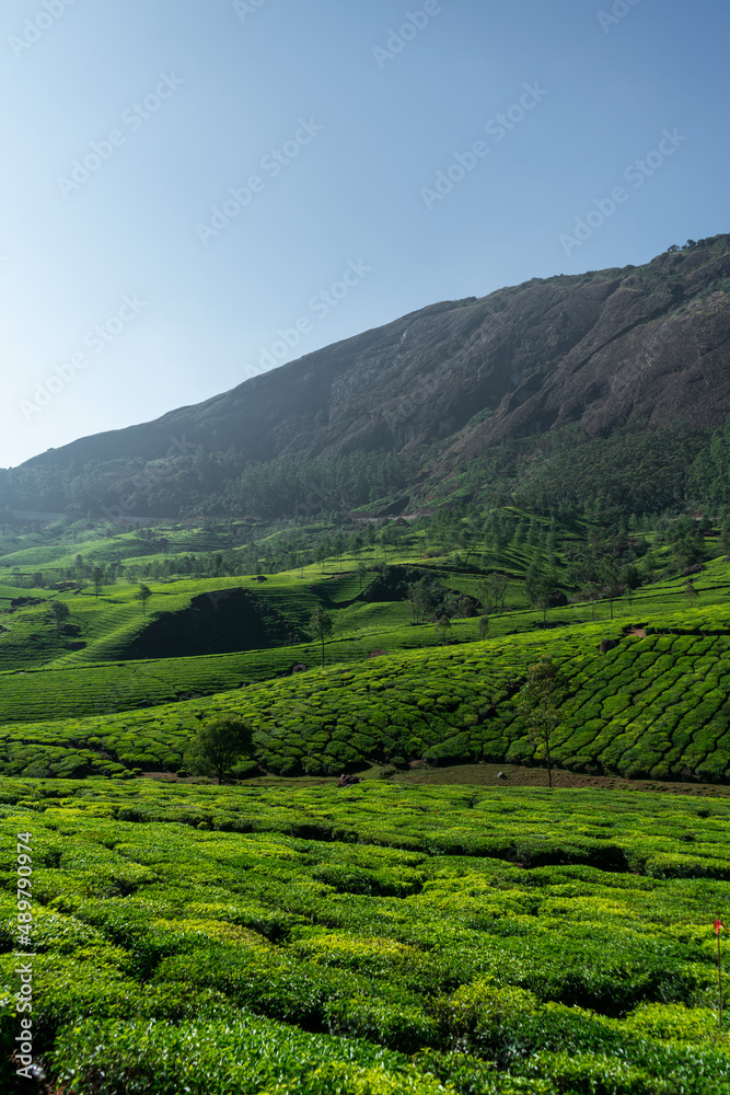 Tea garden view from Munnar, beautiful vertical nature scenery