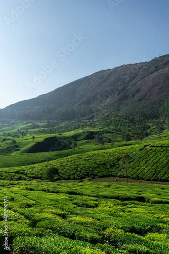 Tea garden view from Munnar, beautiful vertical nature scenery