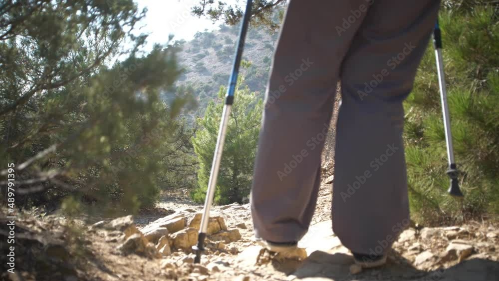 View from the back and legs of an elderly woman walking along a path in a juniper grove. Hiking. Recovery with phytancides View from the back and legs of an elderly woman walking along a path in a juniper grove. Hiking. Recovery with phytancides
