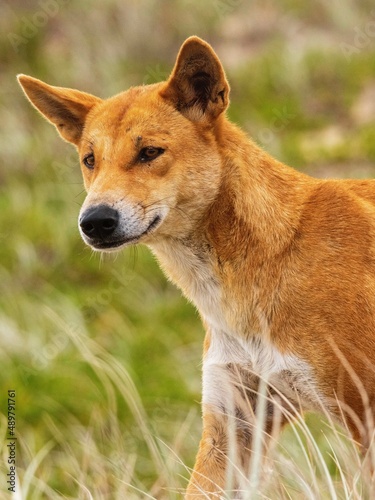 Canvas Print dingo