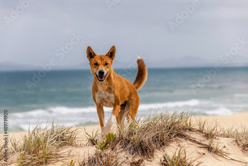 dingo photo