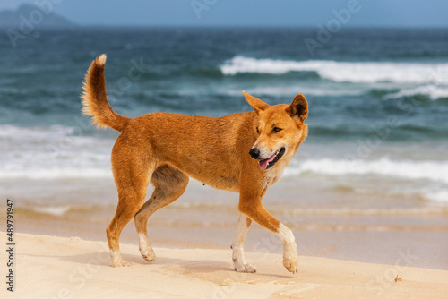 Εκτύπωση καμβά dingo