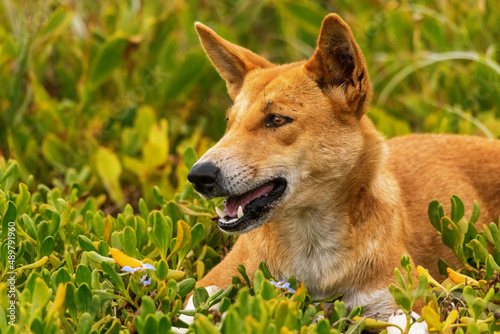 Bilde på lerret dingo