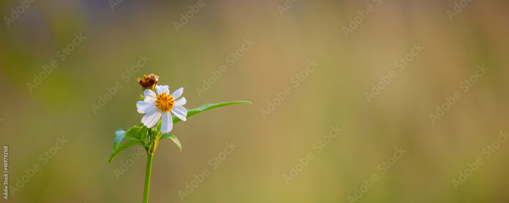 Flowers on a beautiful blurred background. Flowers on a beautiful blurred background.