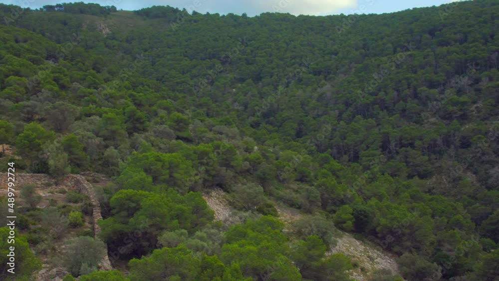 Picturesque overview of a hiking path in the pine forest over the hilly terrain on a cloudy day Picturesque overview of a hiking path in the pine forest over the hilly terrain on a cloudy day