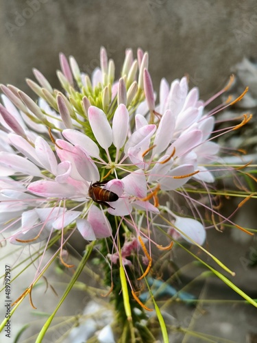 pink cactus flower