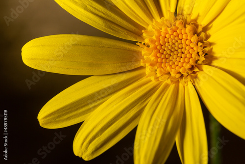 Macro background photo of yellow daisy on isolated background. Middle of daisy  reproductive organs in selective focus. Impressive daisy wallpaper.