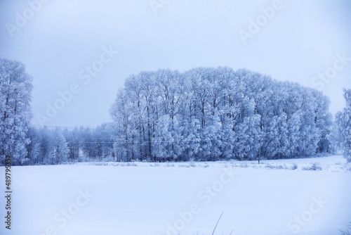 The forest is covered with snow. Frost and snowfall in the park. Winter snowy frosty landscape.