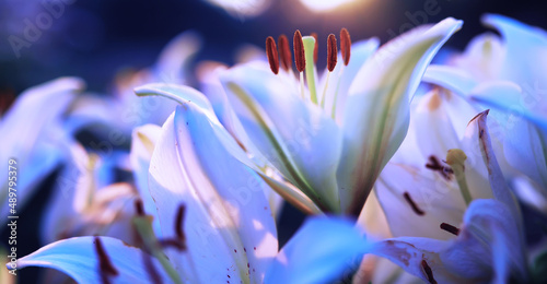 Plants and flowers macro. Detail of petals and leaves at sunset. Natural nature background.