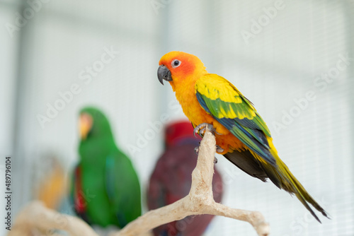 closeup parrot with blur background, nature bird, macaw