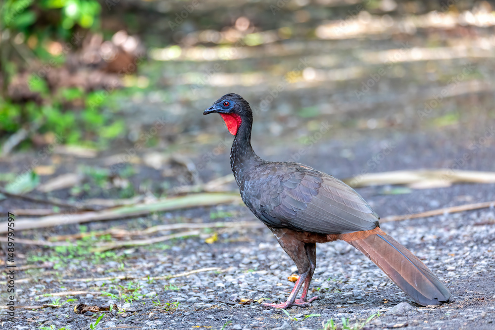 Crested Guan (Penelope purpurascens) in rainforest, La Fortuna, Volcano Arenal, Wildlife and birdwatching in Costa Rica. Crested Guan (Penelope purpurascens) in rainforest, La Fortuna, Volcano Arenal, Wildlife and birdwatching in Costa Rica.