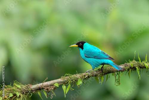 Green Honeycreeper - Chlorophanes spiza, small green bird with black head in tanager family, found in the tropical forest. La Fortuna, Volcano Arenal, Wildlife and birdwatching in Costa Rica.