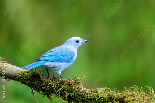 Blue-gray tanager (Thraupis episcopus) is a medium-sized South American songbird. Wildlife and birdwatching in Costa Rica. photo