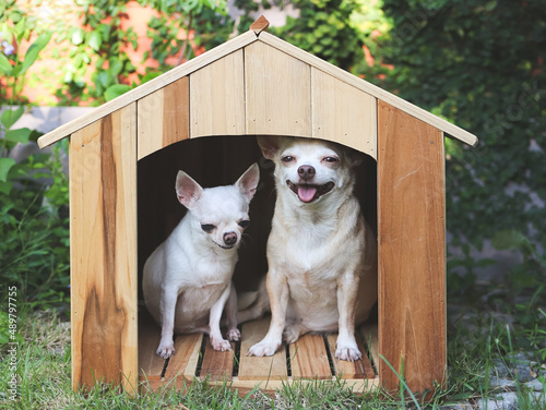 two different size short hair Chihuahua dogs sitting in wooden dog house, smiling with thier tongues out.