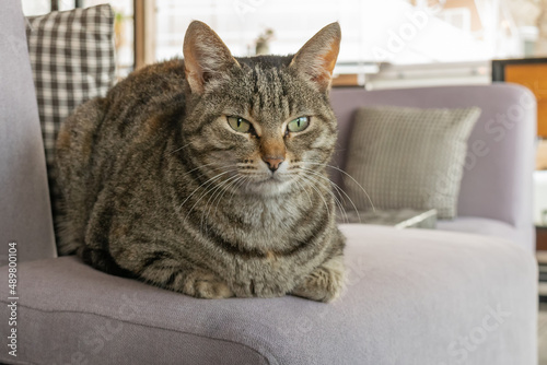 Grey cat sitting on a purple sofa. 