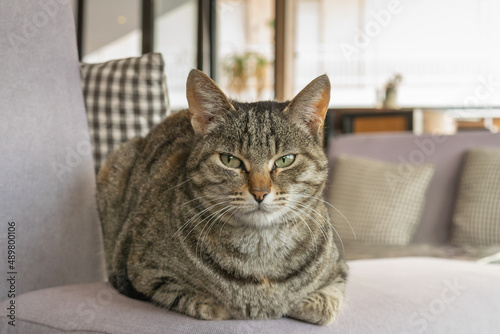 Grey cat sitting on a purple sofa looking at the camera.  © Bill Anastasiou