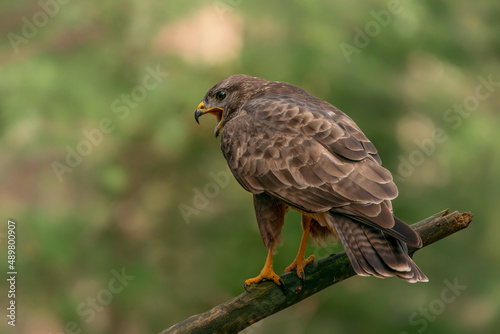  A beautiful Common Buzzard (Buteo buteo) sitting on a branch post at a pasture looking for prey. Noord Brabant in the Netherlands. Green background. 