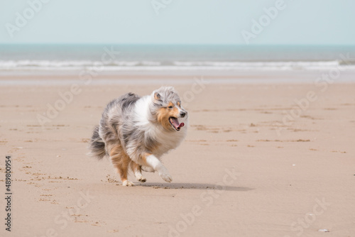 dog running on the beach