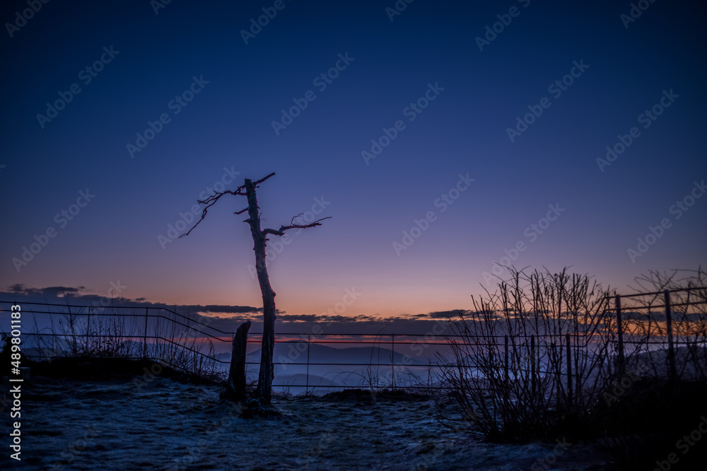 tree silhouette against sunrise sky