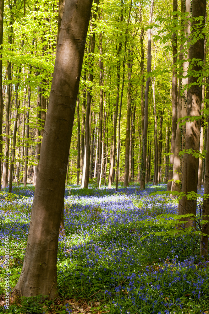 Naklejka premium Sunlight is breaking through the leaf-filled canopies of the trees that comprise the Hallerbos in Belgium