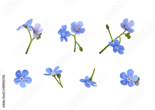 Set of blue forget-me-not f...
