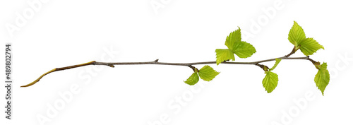 Twig of birch with spring s...