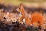Beautiful portrait of a cute red squirrel. . Autumn scene with a european squirrel