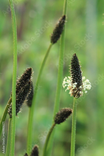 Portrait image of plantain weed flowers in meadow