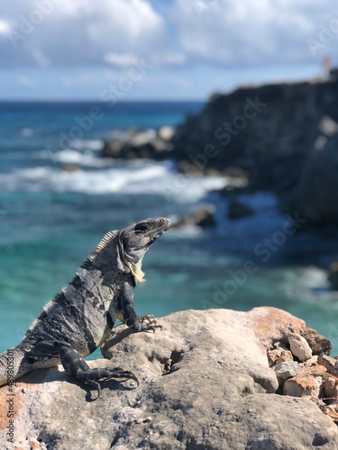iguana on the beach