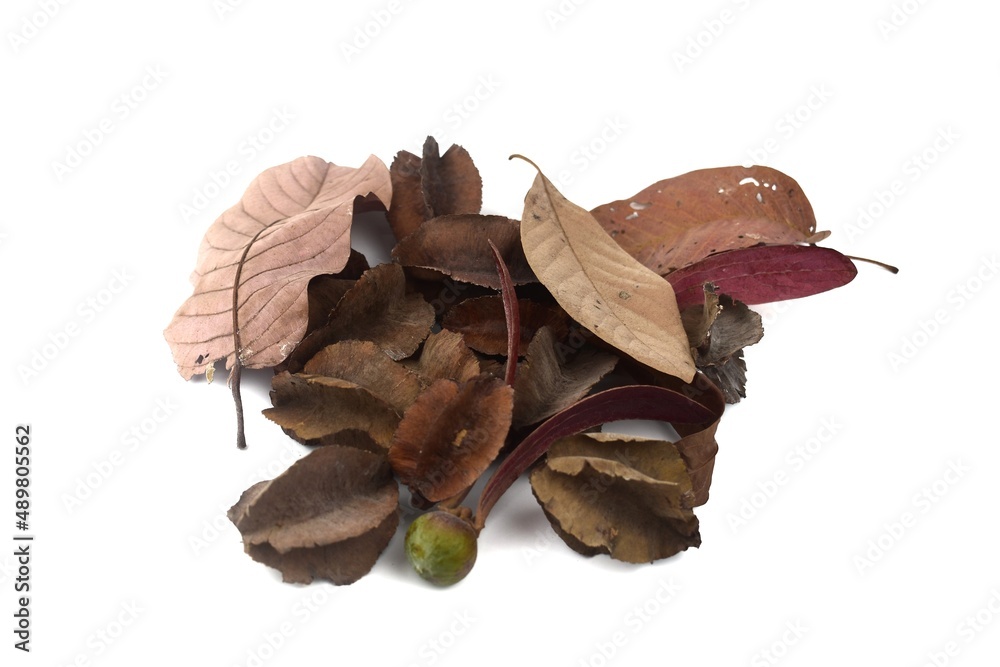 Fototapeta premium dry leaves white background