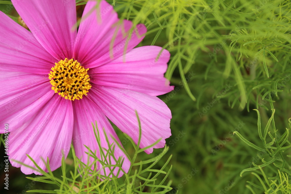 Bright pink and yellow cosmos flower with green foliage background. Bright pink and yellow cosmos flower with green foliage background.