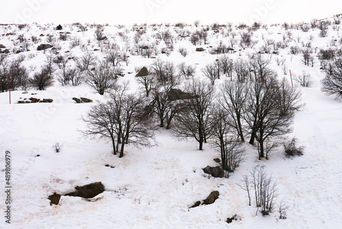 Leafless trees and sparse vegetation through the snow