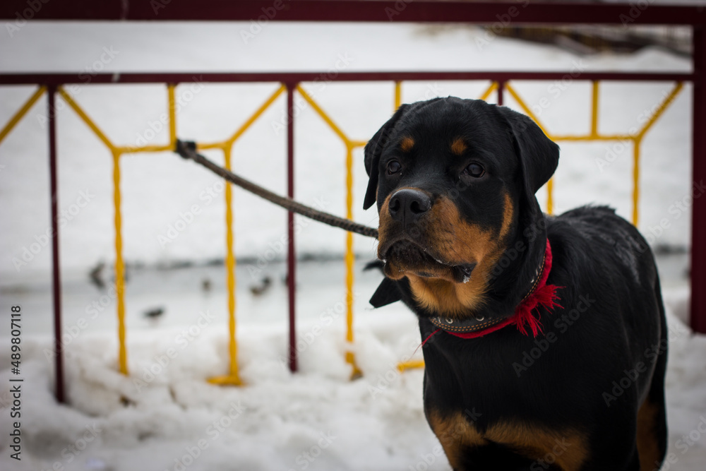portrait of black dog breed rattweiler portrait of black dog breed rattweiler