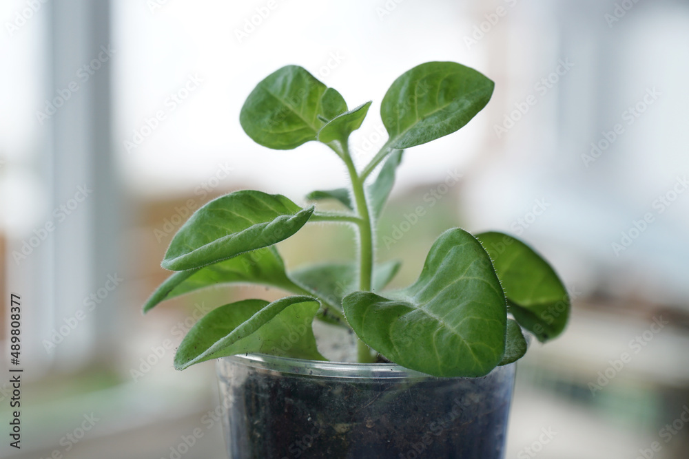 sprout seedlings in spot seedlings. sprout seedlings in spot seedlings.