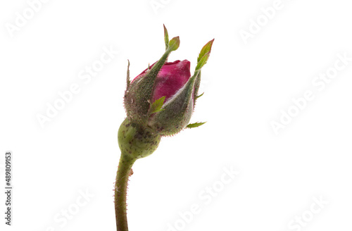 Fototapeta Naklejka Na Ścianę i Meble -  pink rose isolated