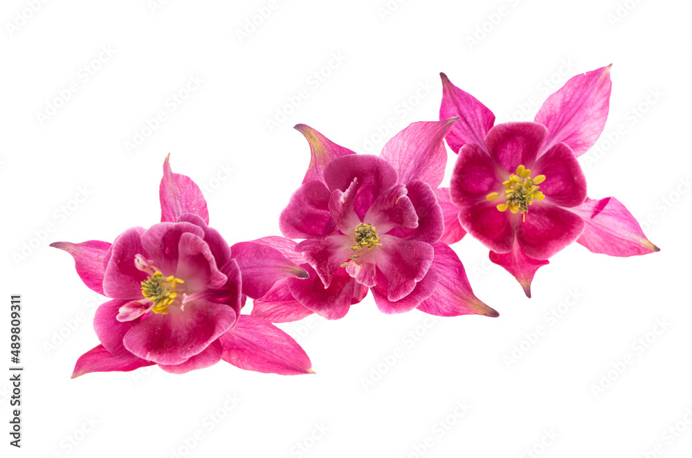 aquilegia isolated aquilegia isolated