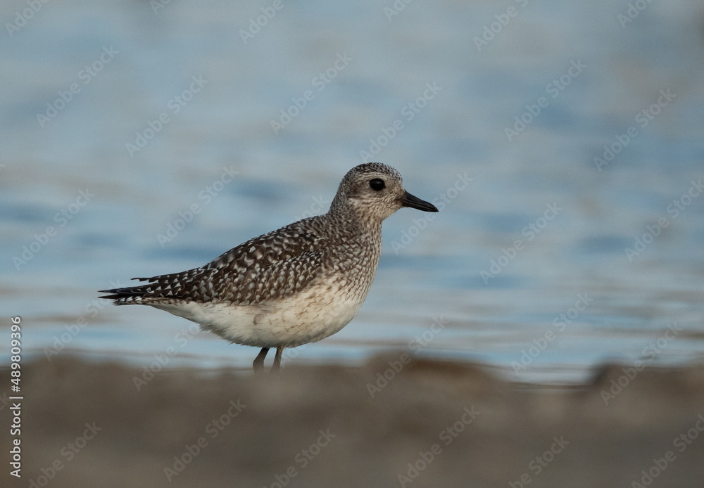 Grey plover at Asker marsh, Bahrain Grey plover at Asker marsh, Bahrain