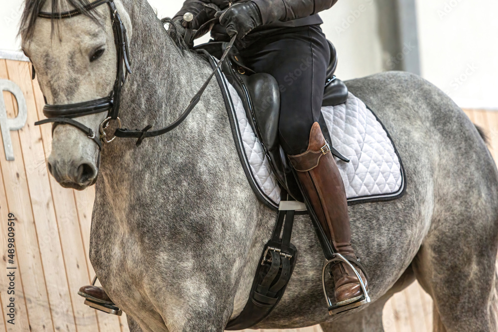 Focus on riding leg aim; close-up of a rider on a horse; dressage riding Focus on riding leg aim; close-up of a rider on a horse; dressage riding