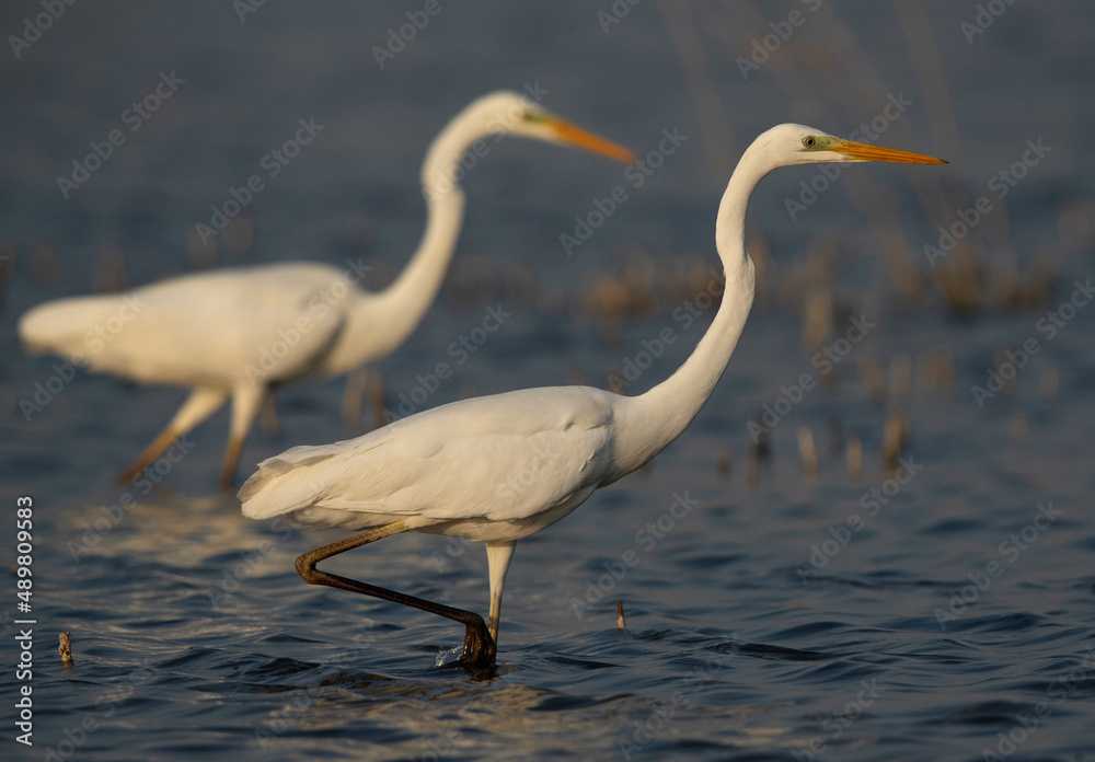 A pair of Great Egret fishing at Asker marsh, Bahrain A pair of Great Egret fishing at Asker marsh, Bahrain